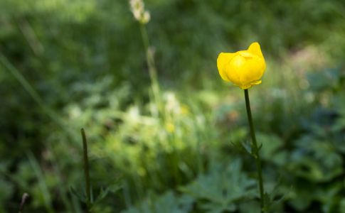 Trollblume am Gaisalpsee